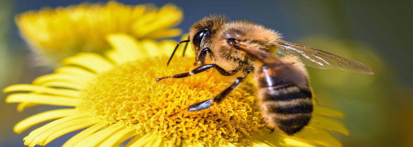 POLLINISATEURS